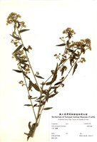 藏品(臺灣馬蘭)的圖片